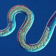Illustration for article titled Find A Vein, You Nematode Sluts, Because Here Come 10 Mesofauna Taxa To Blow Your Shit To Nirvana
